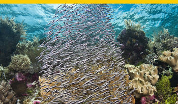 Liquid Motion Underwater Film Production Company - Professional Underwater Film Services, #underwaterfilmservices #underwaterfilmmaking #underwaterfilmcourses #underwaterproductionservices #underwatercameraman, National Geographic, Fox,